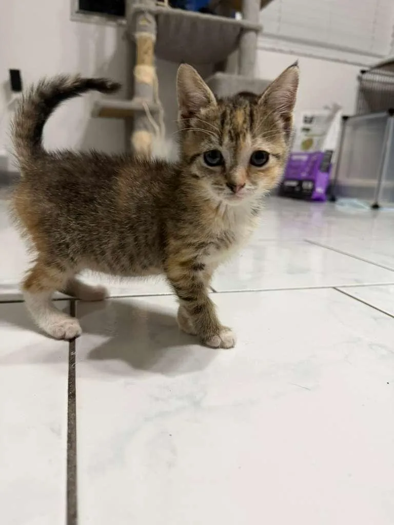 A baby medium-sized female Calico Domestic Short Hair cat named Vesper for adoption in Sunrise, FL