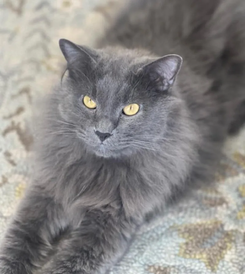 An adult medium-sized male Maine Coon cat named Maverick for adoption in Napa, CA