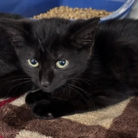 A baby medium-sized female Black Domestic Short Hair cat named Jane for adoption in Allegan, MI
