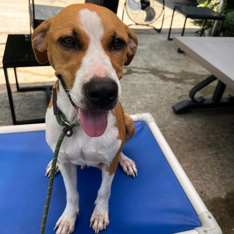 An adult medium-sized female Golden Hound dog named Lavender for adoption in Shelby, NC