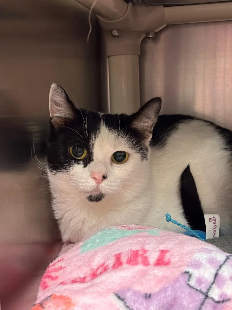 A young medium-sized female Domestic Short Hair cat named Luna for adoption in Johnson City, TN