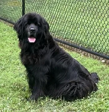 An adult extra large-sized female Black Newfoundland Dog named Piper for adoption in Fredericksburg, PA