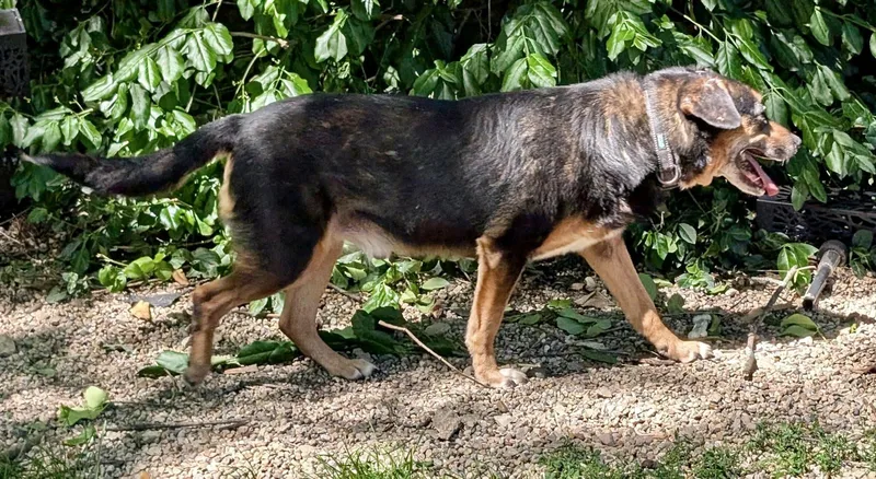 An adult medium-sized male Tricolor (Brown, Black, & White) Beagle dog named Duke for adoption in Barrington Hills, IL