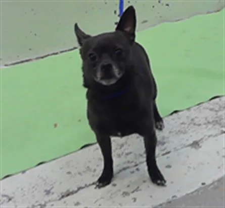 A young small-sized male Chihuahua dog named Paco for adoption in Houston, TX