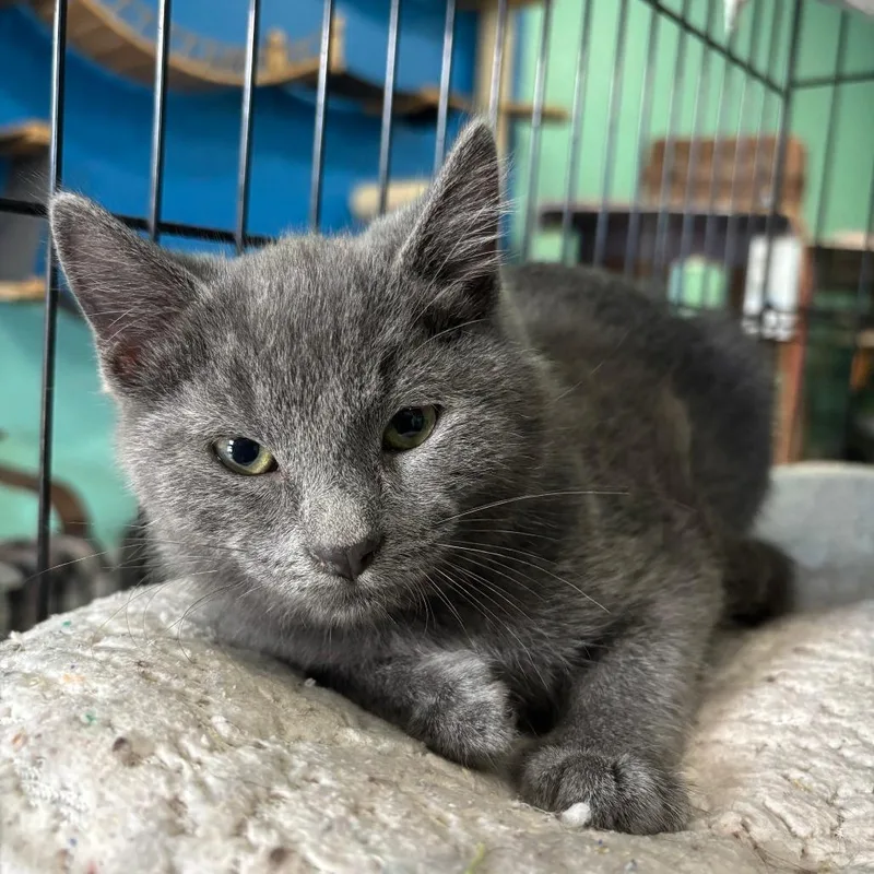 A baby small-sized male Gray / Blue / Silver Domestic Short Hair cat named Blue for adoption in Marion, VA