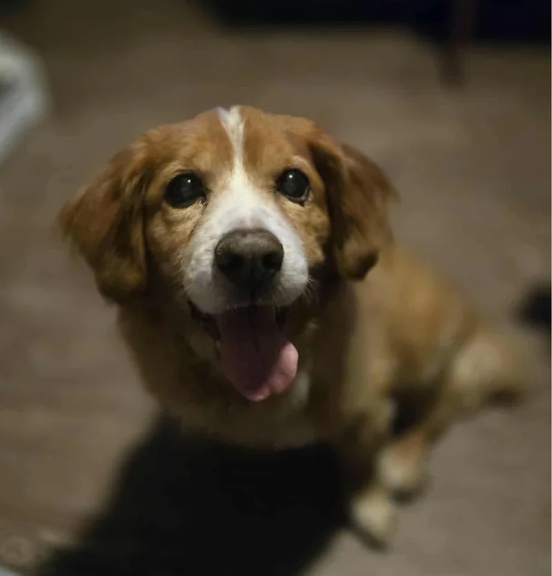 A senior small-sized male Cocker Spaniel dog named Logan for adoption in Valdosta, GA