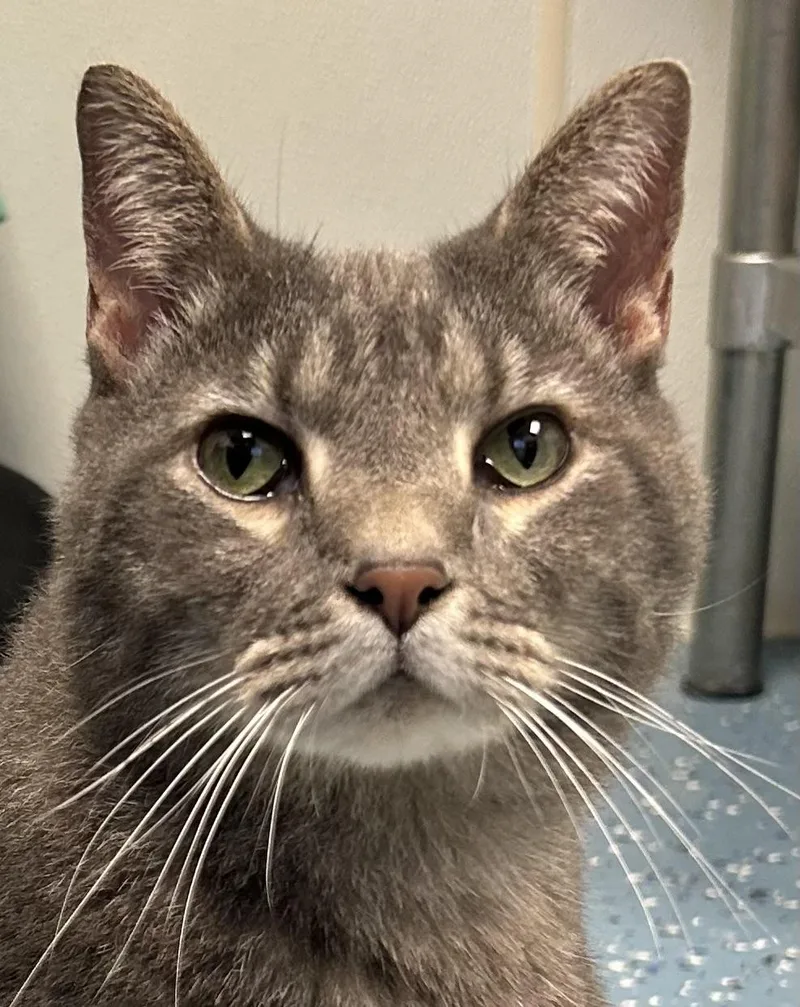 An adult large-sized female Gray & White Domestic Medium Hair cat named Bean A for adoption in Morganton, NC