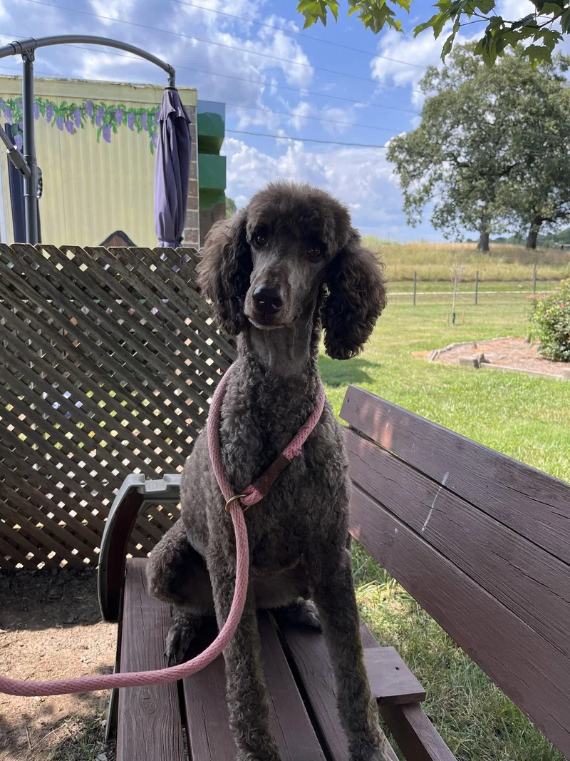 An adult large-sized female Standard Poodle dog named Shiloh Jul for adoption in Pacolet, SC