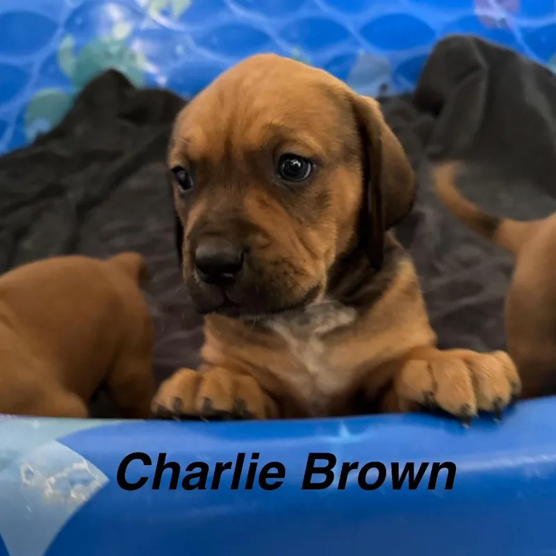Charlie Brown