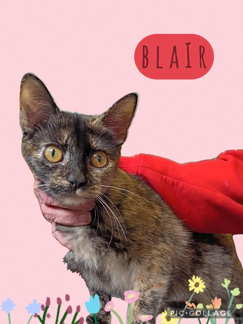 An adult small-sized female Tortoiseshell cat named Blair for adoption in Muncie, IN