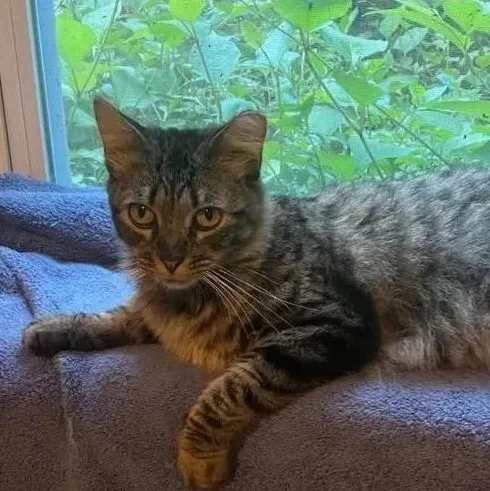 An adult medium-sized female Tabby (Brown / Chocolate) Domestic Short Hair cat named Cameron for adoption in Bridgeport, CT