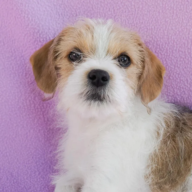 A baby small-sized female White / Cream Terrier dog named Lacey for adoption in Point Richmond, CA