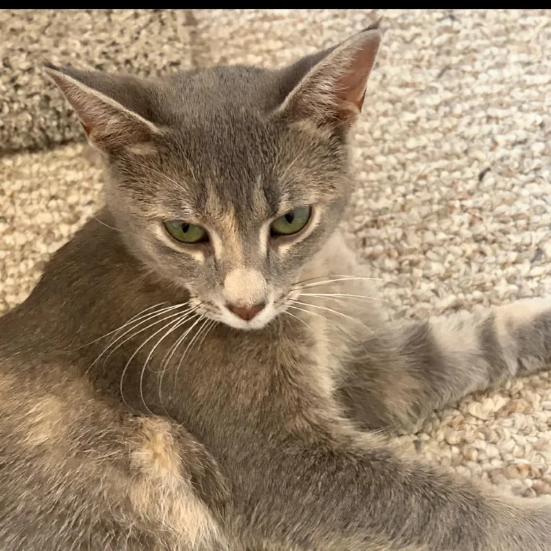 A young medium-sized female Calico Domestic Short Hair cat named Gracie for adoption in Ferndale, MI