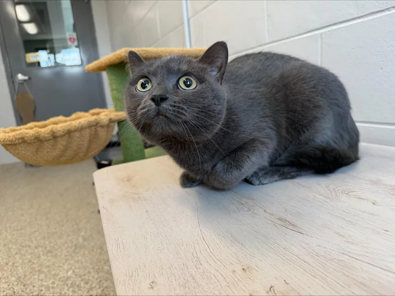 An adult medium-sized female Gray / Blue / Silver Domestic Short Hair cat named Shade for adoption in Yorkville, IL