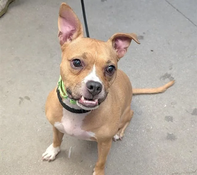 An adult medium-sized female Pit Bull Terrier dog named Mila for adoption in Tucson, AZ