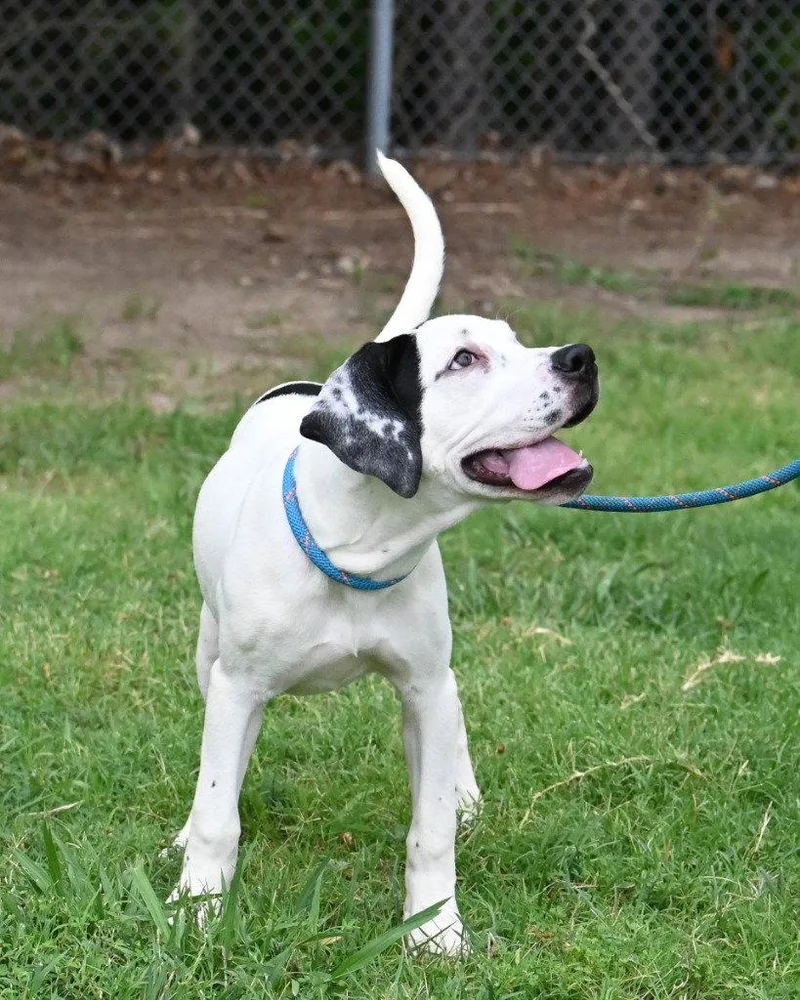 A baby medium-sized female Great Dane dog named PR Terri for adoption in Glen Allen, VA