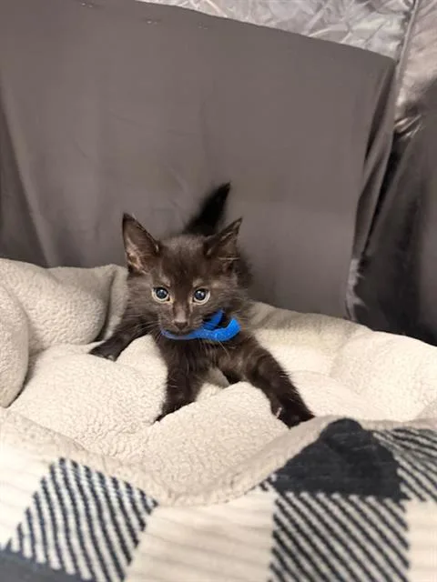 An adult small-sized male Domestic Short Hair cat named Pepper Jack for adoption in Appling, GA