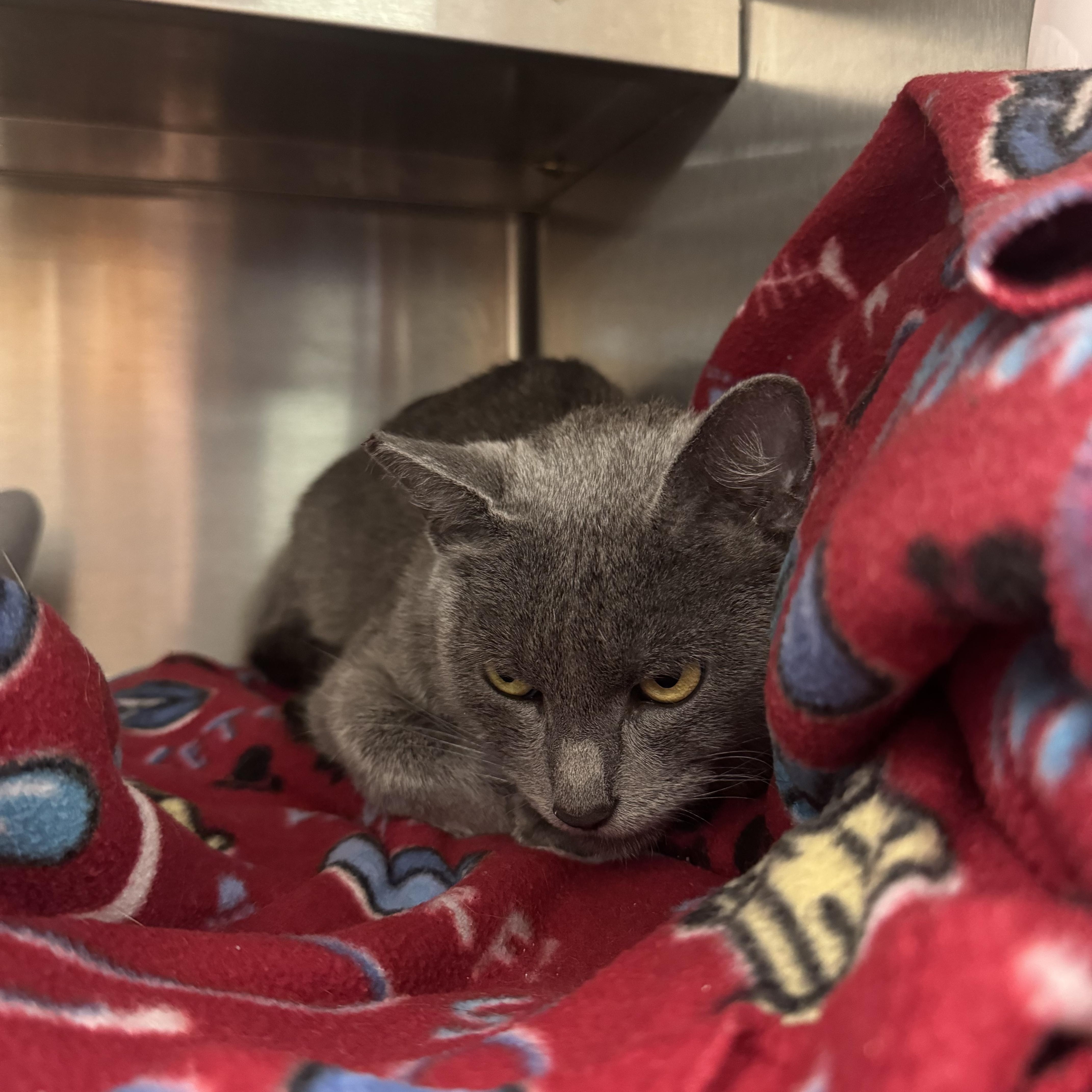 An adult medium-sized female Gray / Blue / Silver Domestic Short Hair cat named Heidi for adoption in Liberty, MO