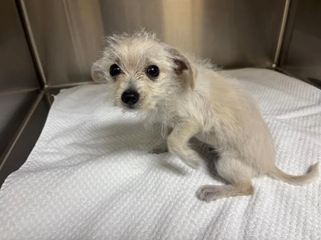 A baby small-sized male Cairn Terrier dog named Spartacus for adoption in Tustin, CA