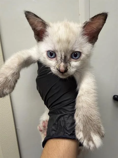 A baby small-sized female Domestic Medium Hair cat named Mary Ann for adoption in Ontario, CA