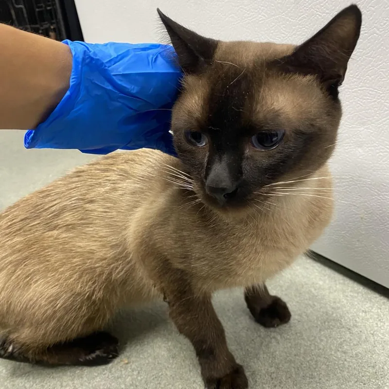 An adult medium-sized male Black Siamese cat named Kahlua for adoption in Westminster, CA