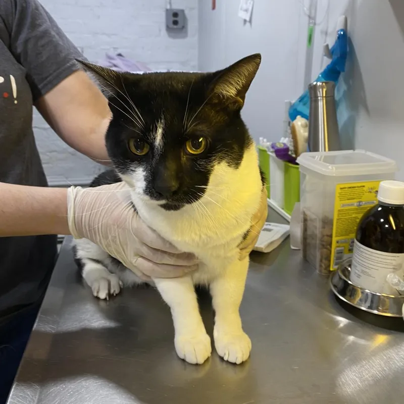 An adult extra large-sized male Black Domestic Short Hair cat named Smoothie for adoption in Oyster Bay, NY