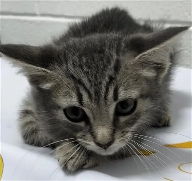 A baby small-sized male Domestic Short Hair cat named Zephyr for adoption in Upper Marlboro, MD