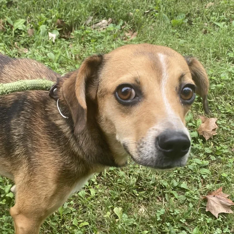 A young small-sized female Tricolor (Brown, Black, & White) Beagle dog named Coffee Bean for adoption in Spencer, IN