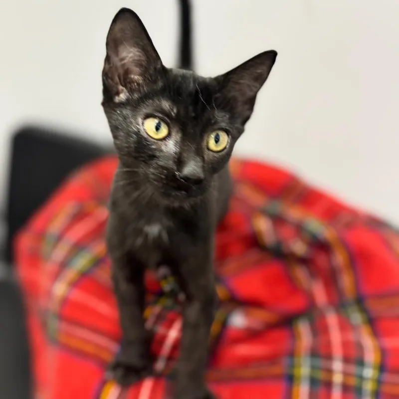 A baby small-sized male Black Domestic Short Hair cat named Silly Goose City Of for adoption in Chino Hills, CA