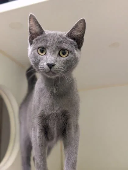 An adult small-sized female Domestic Short Hair cat named Michelle for adoption in Mansfield, TX