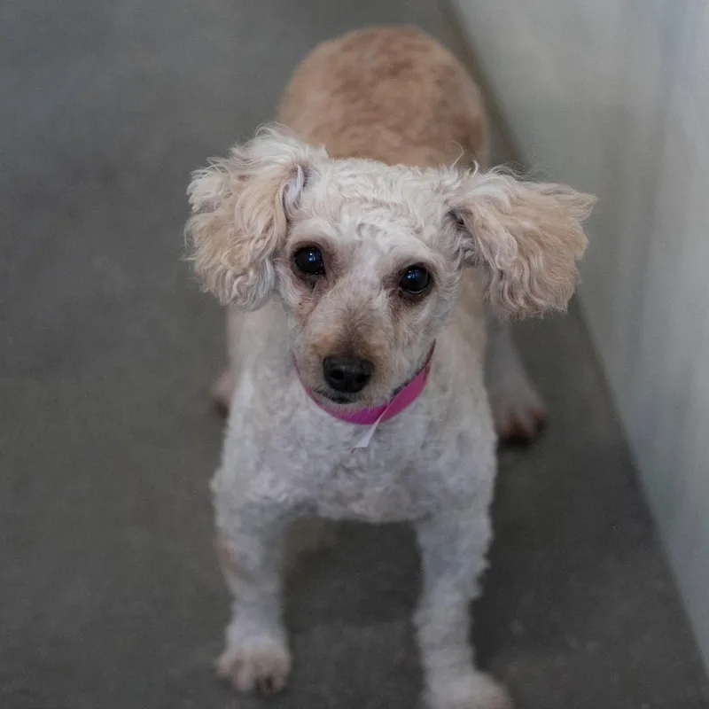 A senior small-sized female Miniature Poodle dog named Sugar for adoption in Peyton, CO