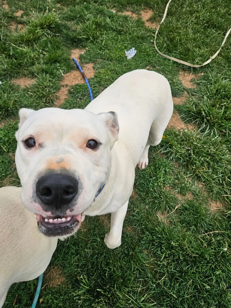 A young medium-sized female White / Cream American Bulldog dog named Lily for adoption in Culpeper, VA