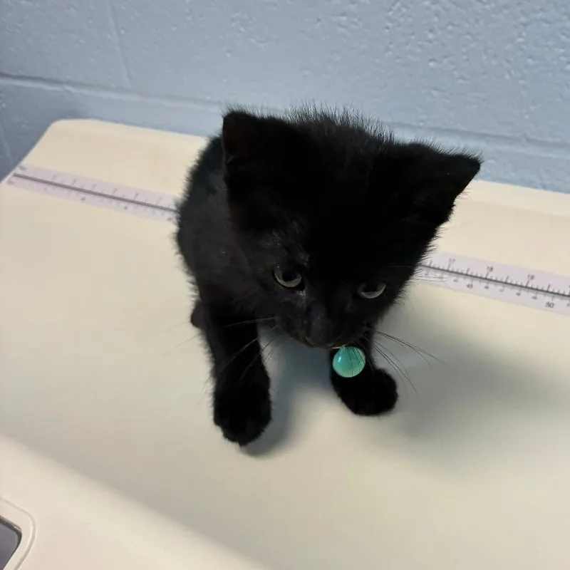 A baby small-sized female Black Domestic Short Hair cat named Fork In The Microwave for adoption in Carencro, LA