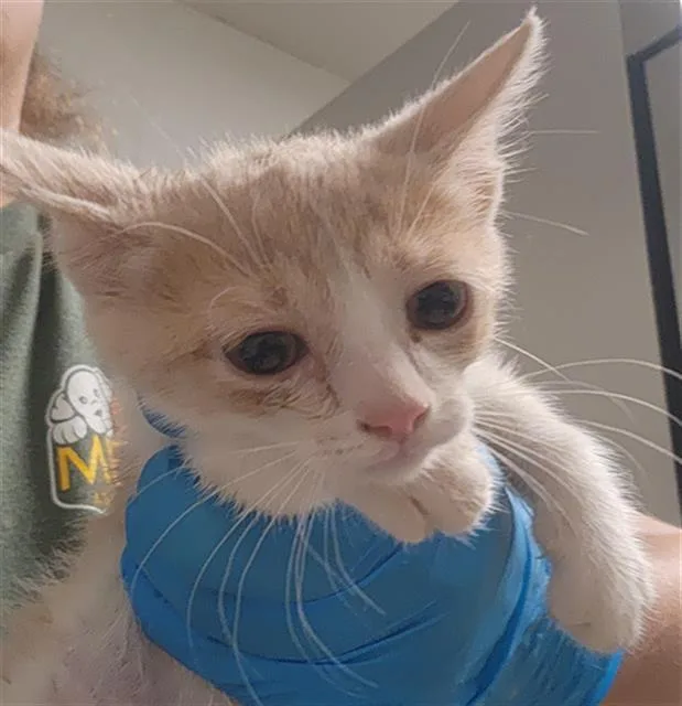 A baby small-sized female Domestic Short Hair cat named Saffron for adoption in Bakersfield, CA