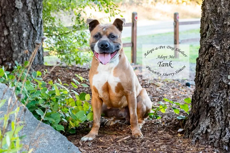 An adult large-sized male Pit Bull Terrier dog named Tank for adoption in Shelton, WA