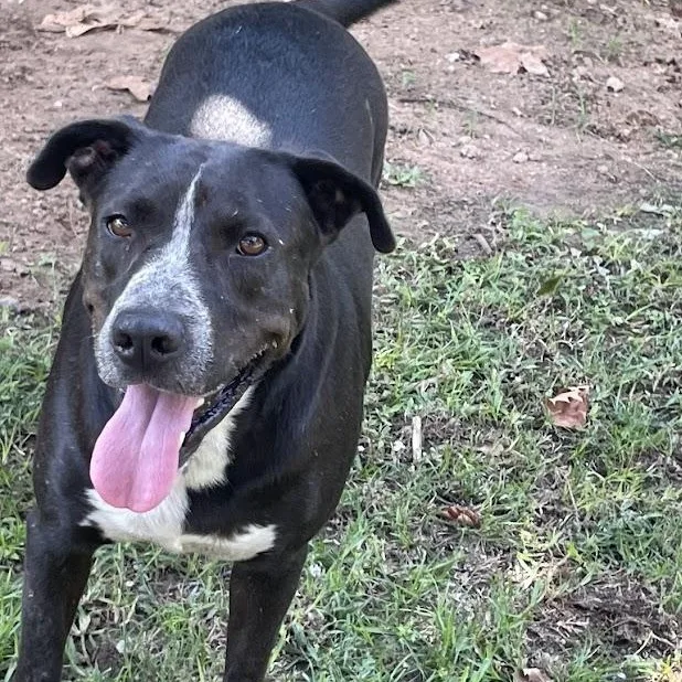 Big Daddy thumbnail 2