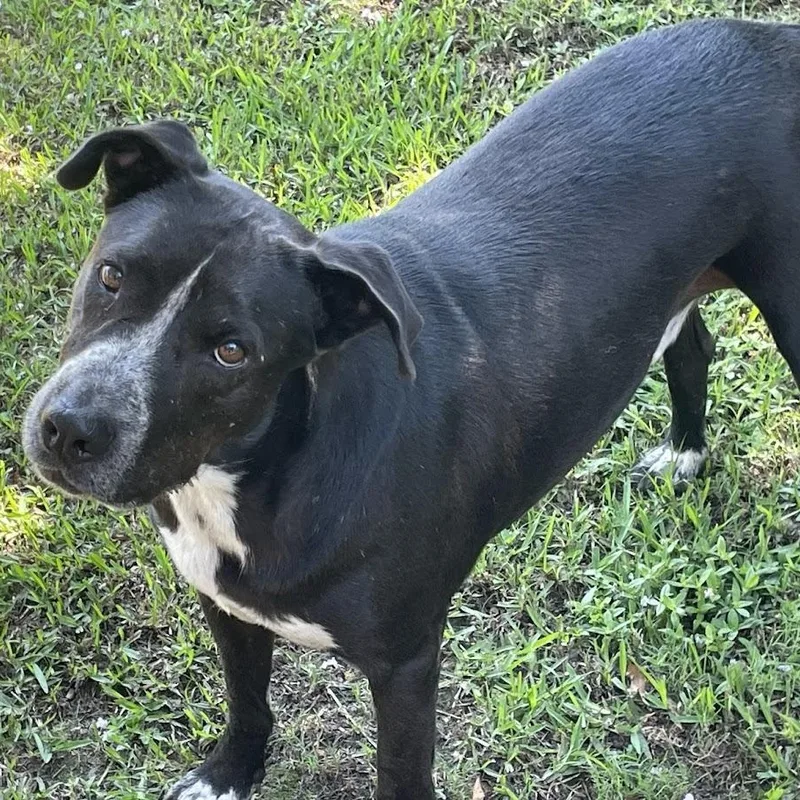 Big Daddy thumbnail 6