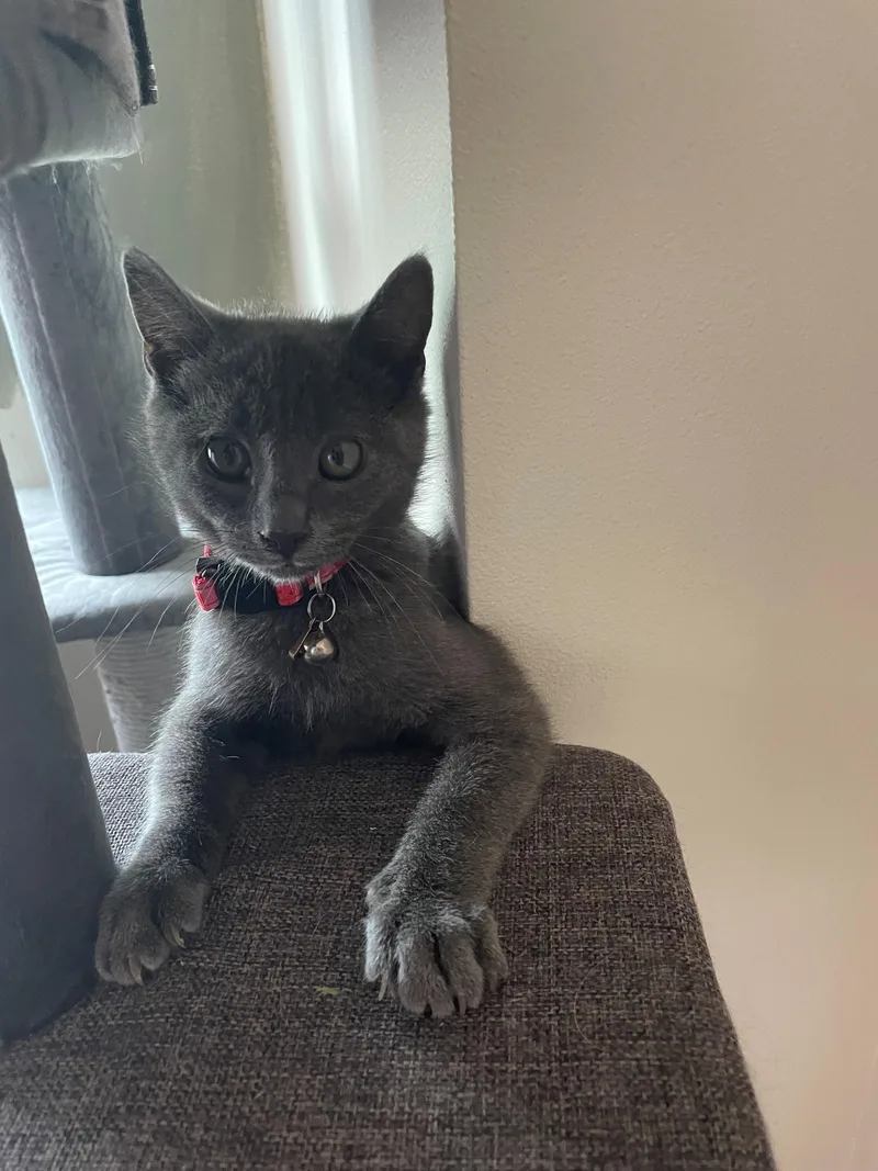 A baby medium-sized male Gray / Blue / Silver American Shorthair cat named Kira for adoption in Maple Valley, WA