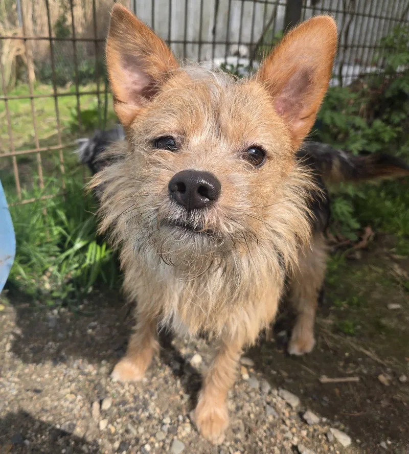 A young medium-sized male Pomeranian dog named Bradley for adoption in North Kingstown, RI