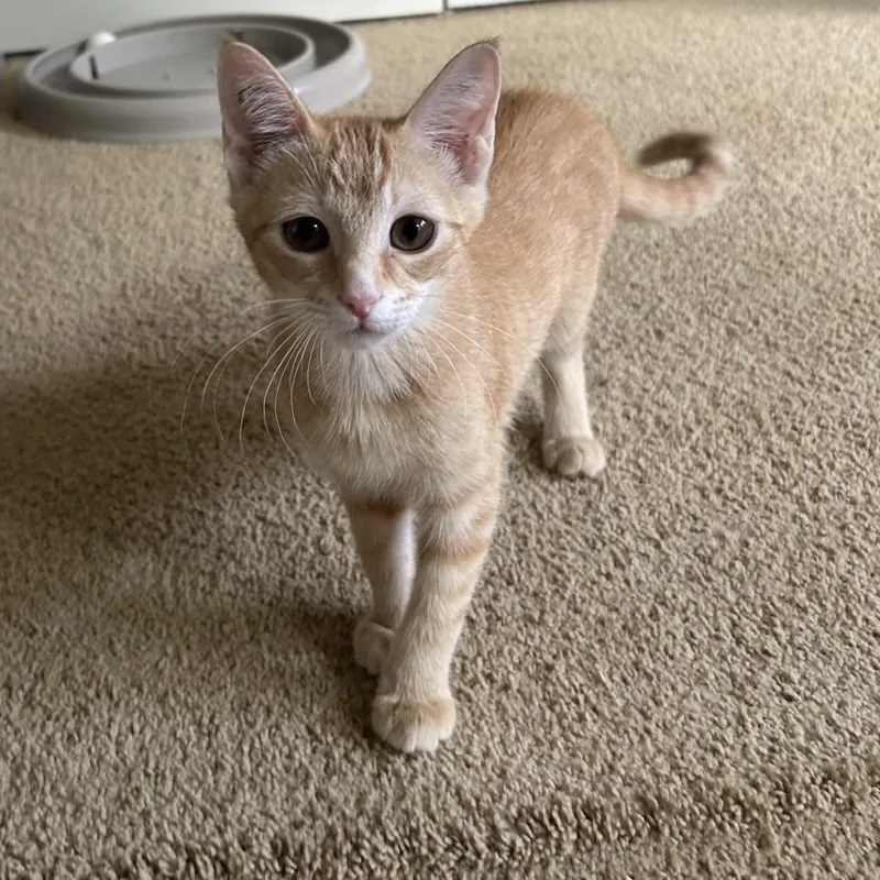 A baby medium-sized female Orange / Red Domestic Short Hair cat named Rivet for adoption in Springdale, AR