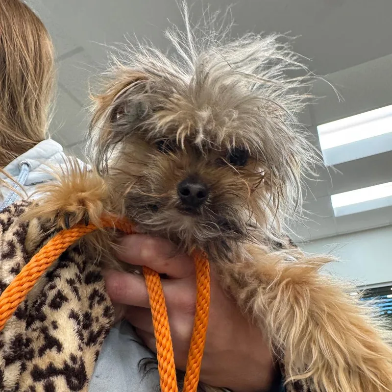 A senior small-sized male Yellow / Tan / Blond / Fawn Yorkshire Terrier dog named Yorkstray for adoption in York, PA