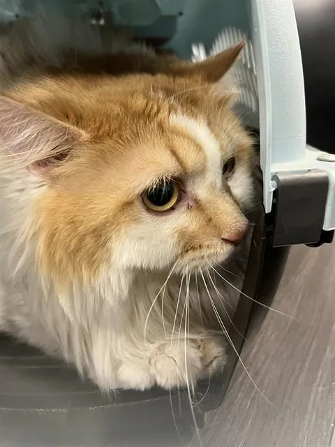 An adult medium-sized female Domestic Long Hair cat named Jelly Bean for adoption in Casper, WY