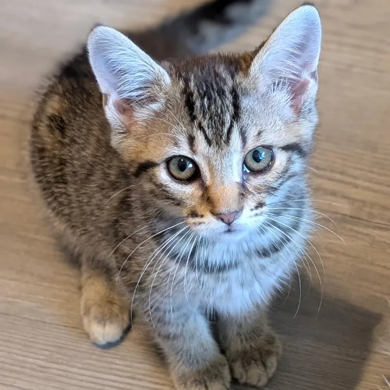 A baby small-sized female Gray / Blue / Silver Domestic Short Hair cat named Sorbet for adoption in Raleigh, NC