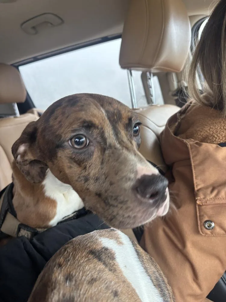A baby medium-sized female Mixed Breed dog named April for adoption in Clinton Township, MI