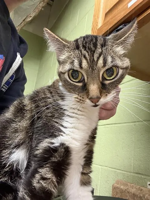 A young medium-sized female Domestic Short Hair cat named Thumper for adoption in Indianapolis, IN