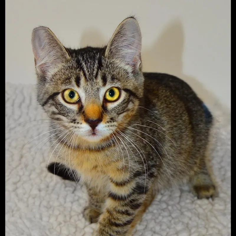A baby medium-sized male Tabby cat named Doug for adoption in San Andreas, CA