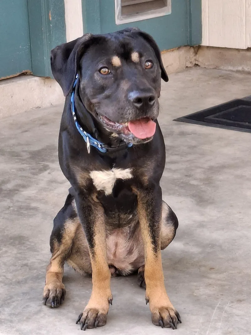 A young medium-sized female Black Mixed Breed dog named Patti for adoption in Lockhart, TX