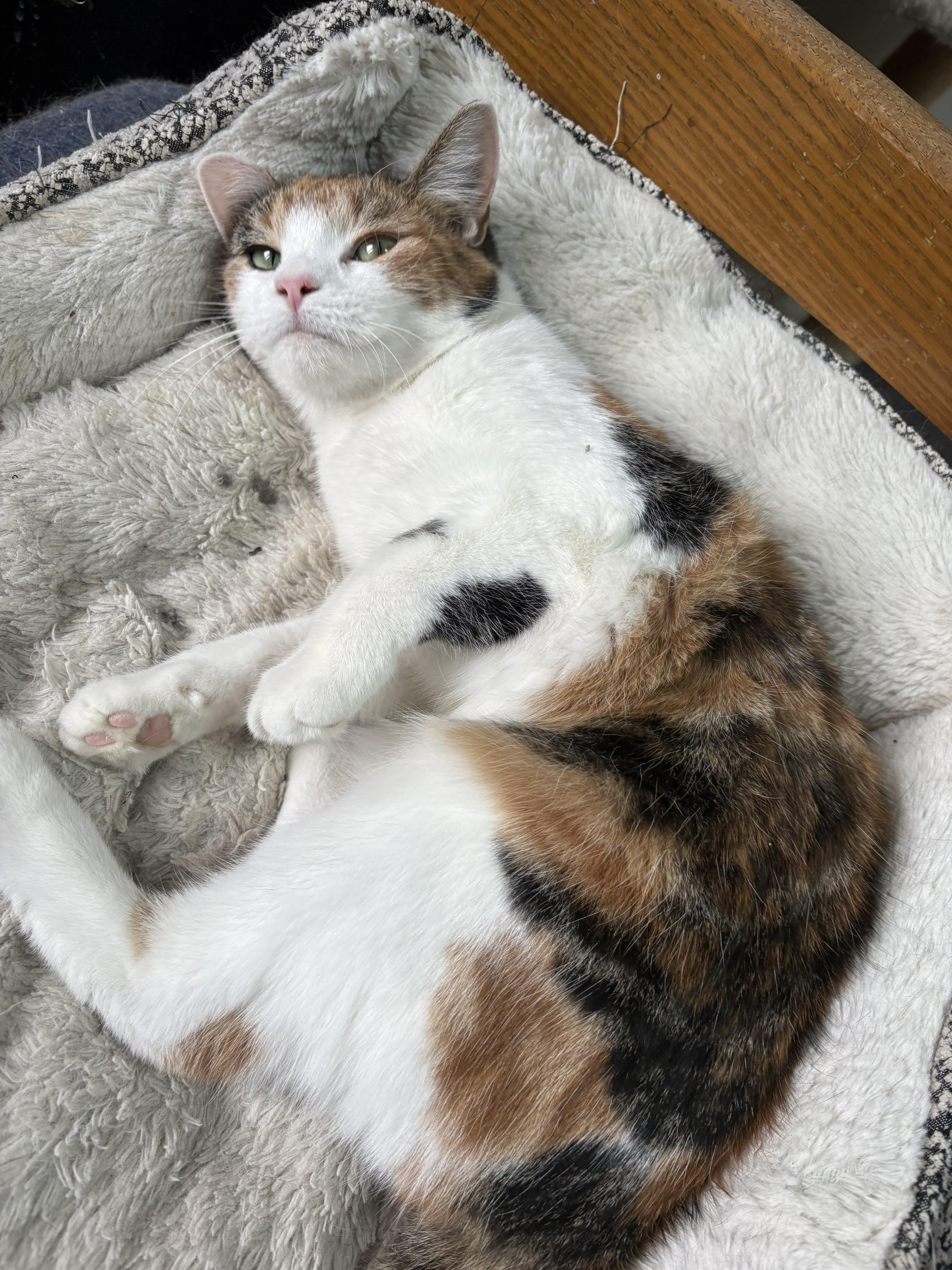 Pocohontas thumbnail 2