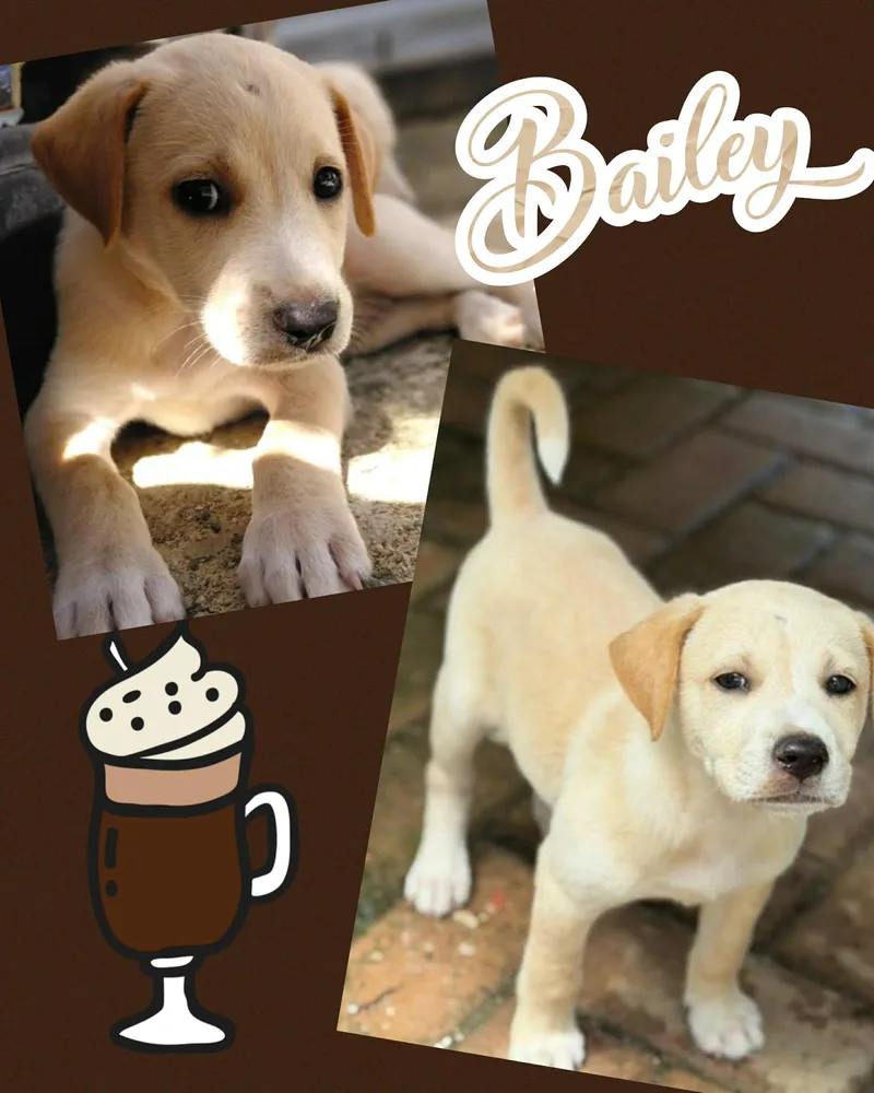 A baby medium-sized female Yellow / Tan / Blond / Fawn Labrador Retriever dog named Bailey for adoption in Ringwood, NJ