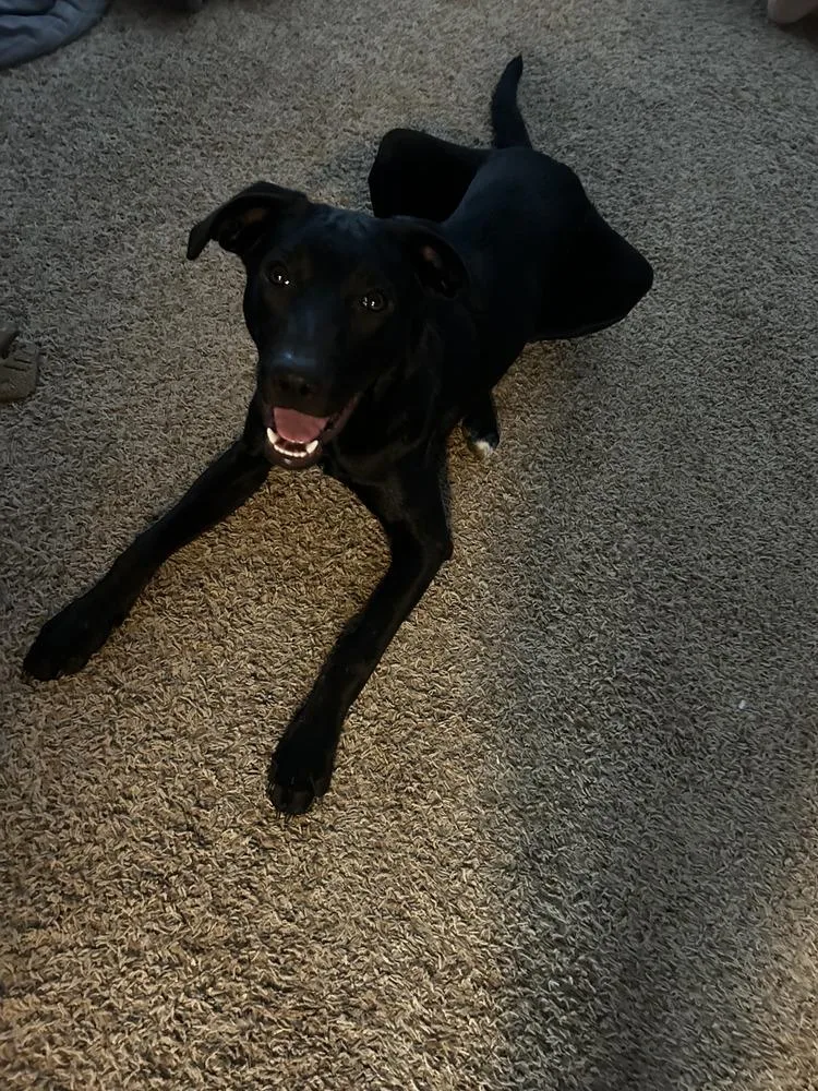 Jett